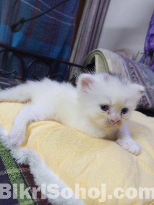 Persian Cat